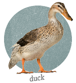 Duck