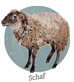 Schaf